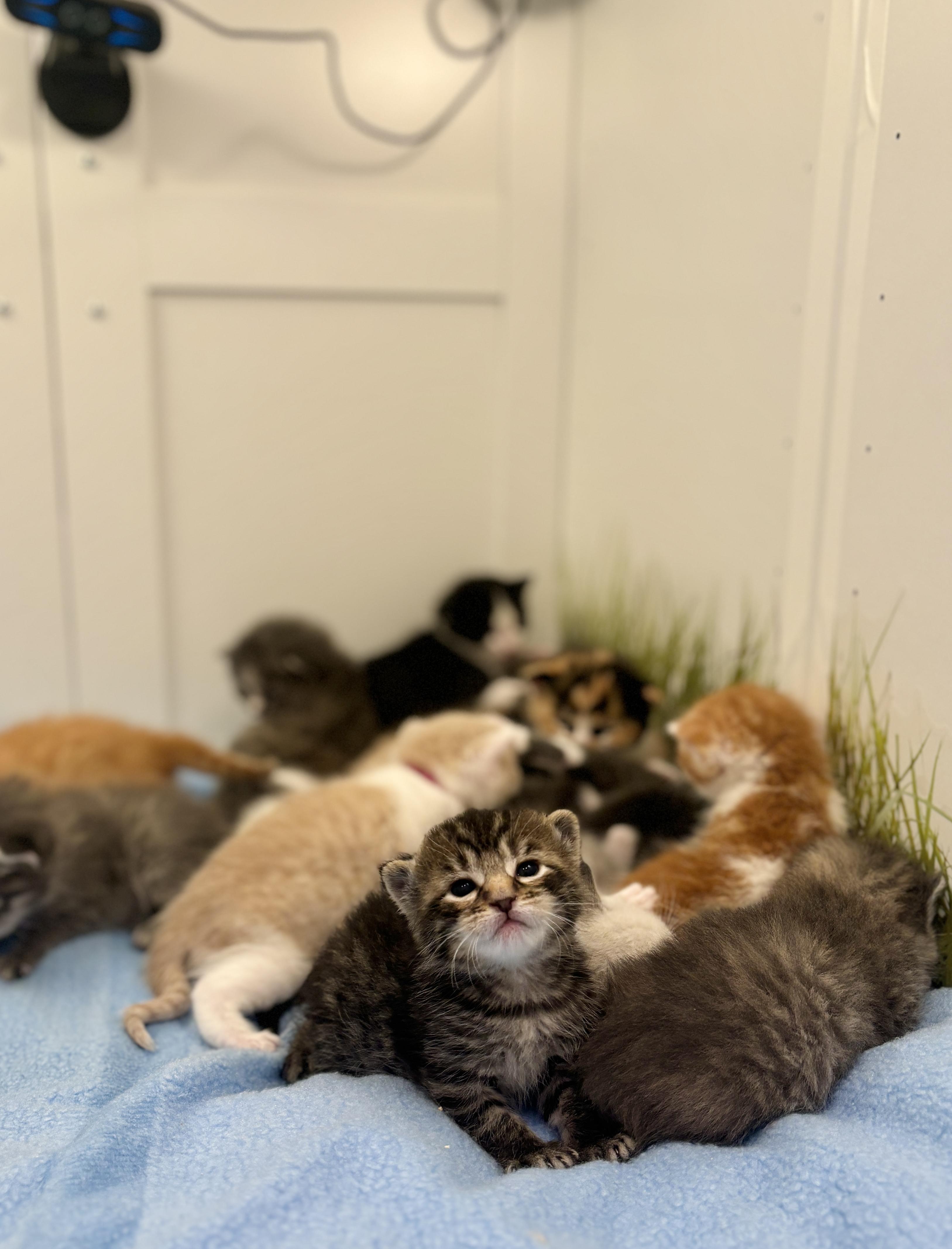 14 ADORABLE BOBS!!!, a ADOPTABLE mixed breed in Langley, BC image 2/5