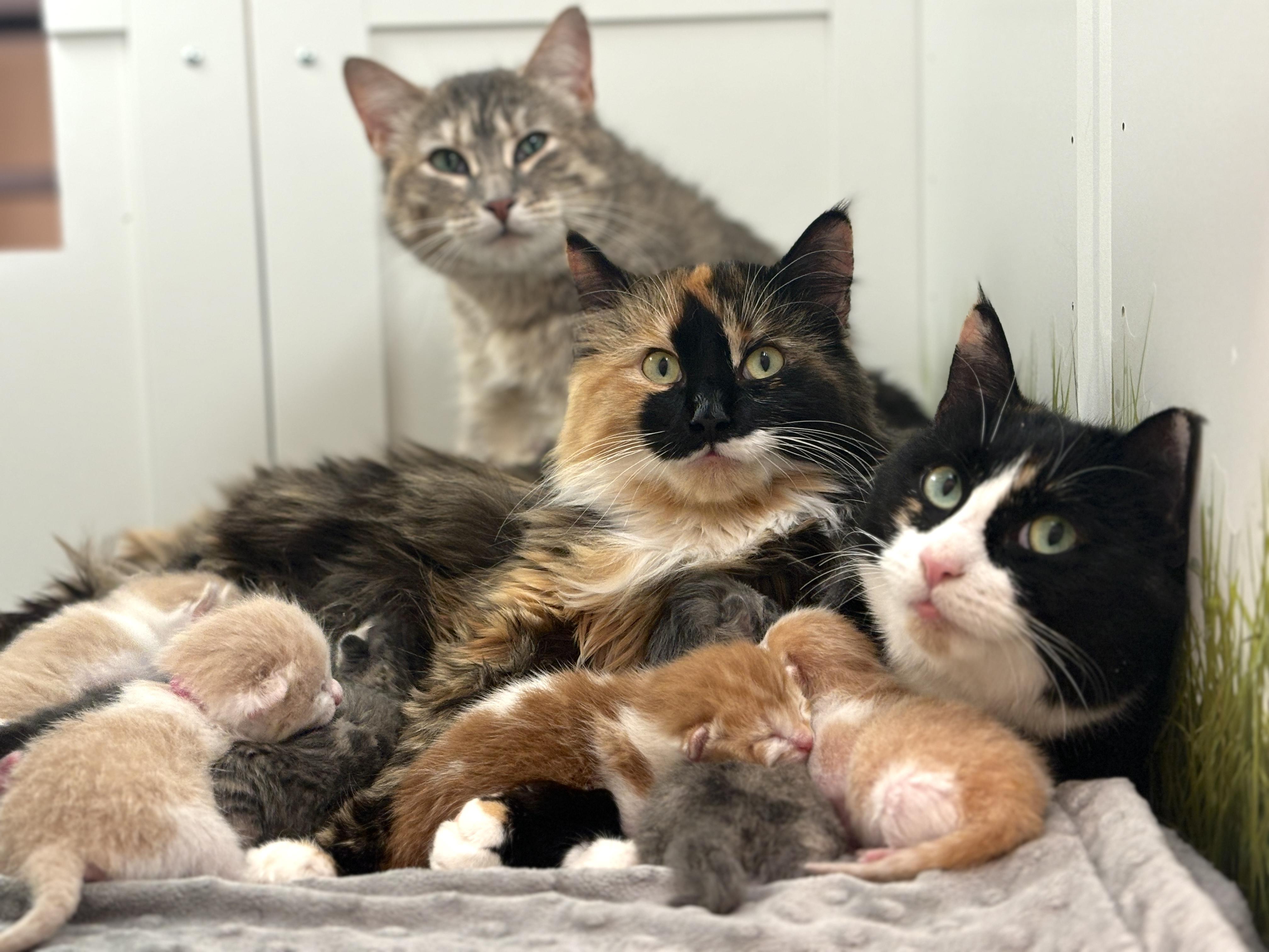 14 ADORABLE BOBS!!!, a ADOPTABLE mixed breed in Langley, BC image 5/5