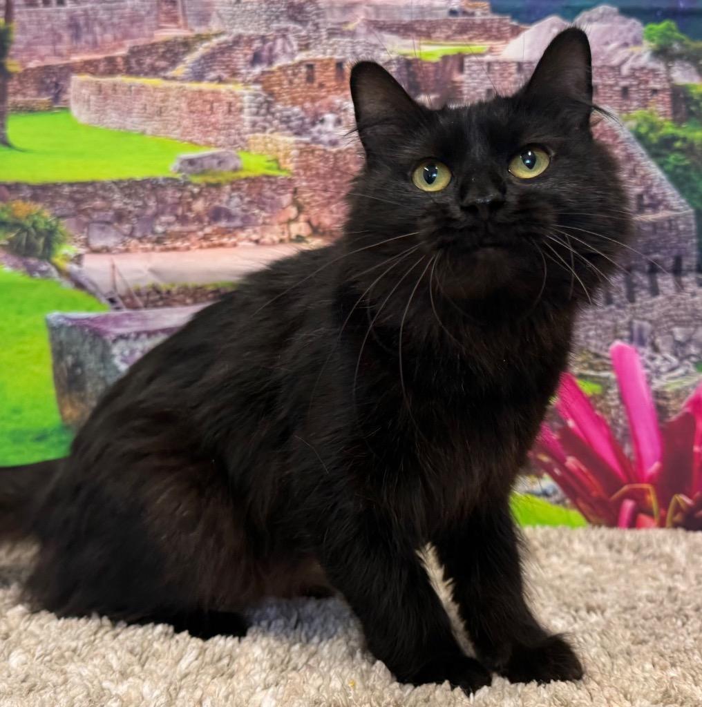 Carlinda, an adoptable Domestic Medium Hair in Amery, WI image 4/4