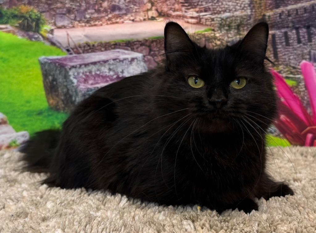 Carlinda, an adoptable Domestic Medium Hair in Amery, WI image 2/4