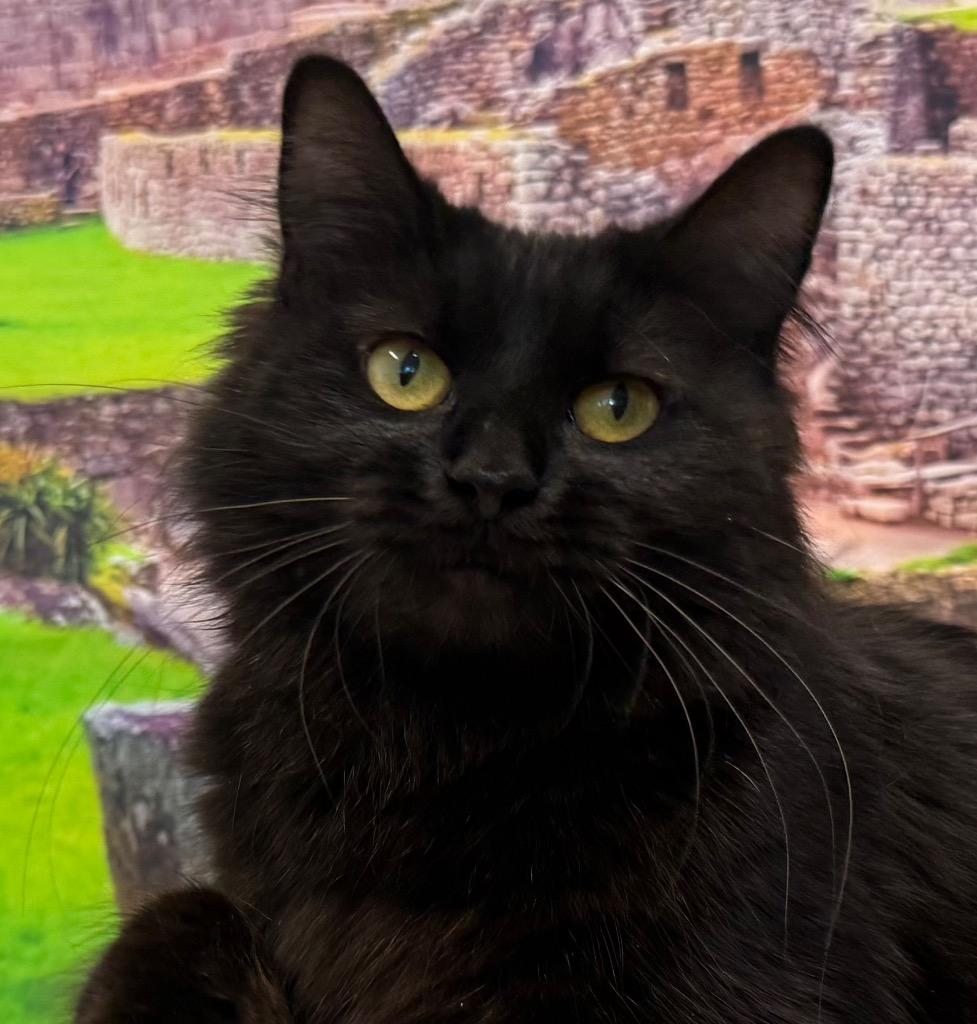 Carlinda, adoptable, Adult Female Domestic Medium Hair.