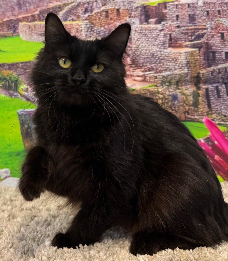 Carlinda, an adoptable Domestic Medium Hair in Amery, WI image 3/4