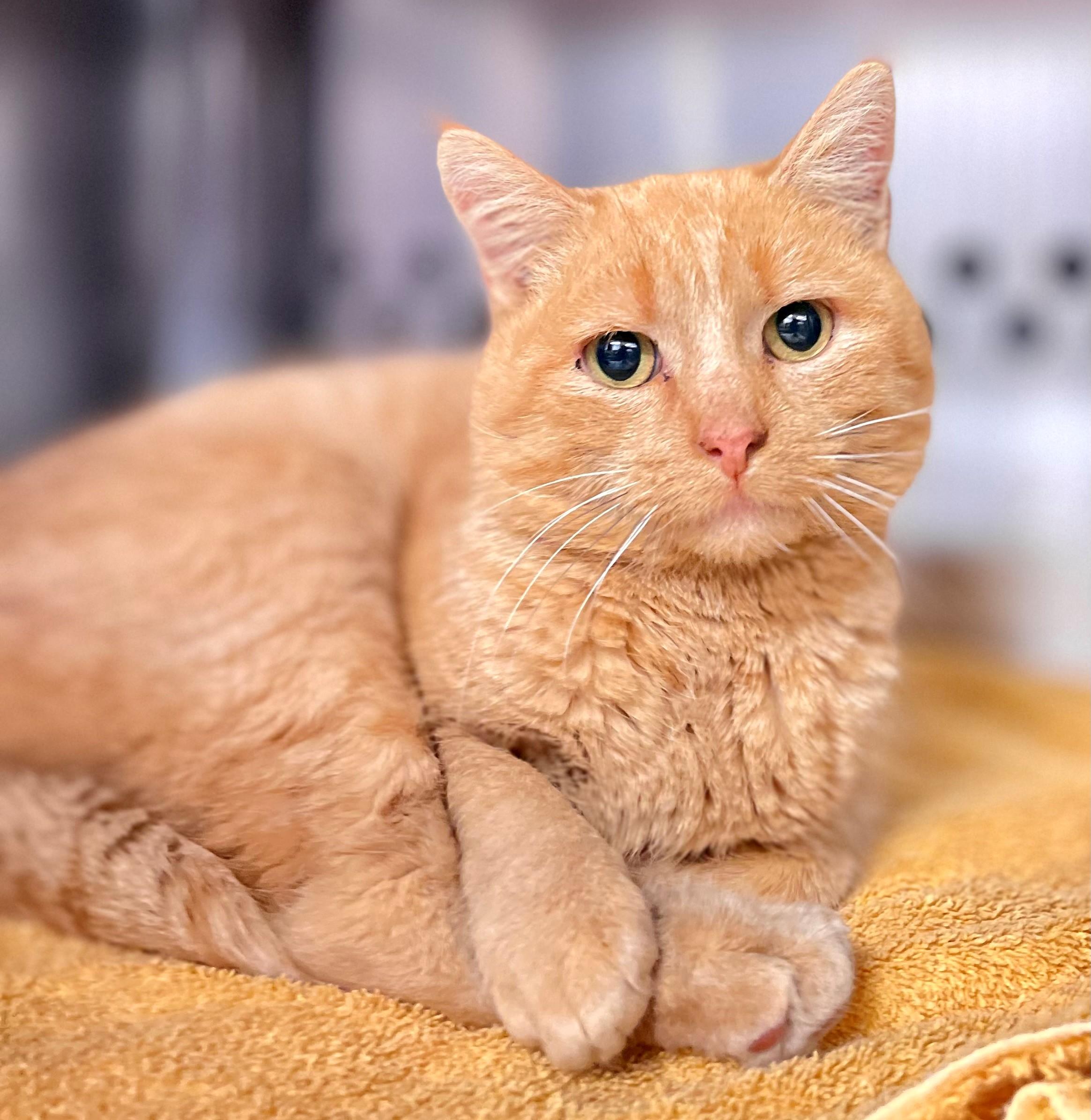 Julius, adopted, Adult Male Domestic Short Hair.