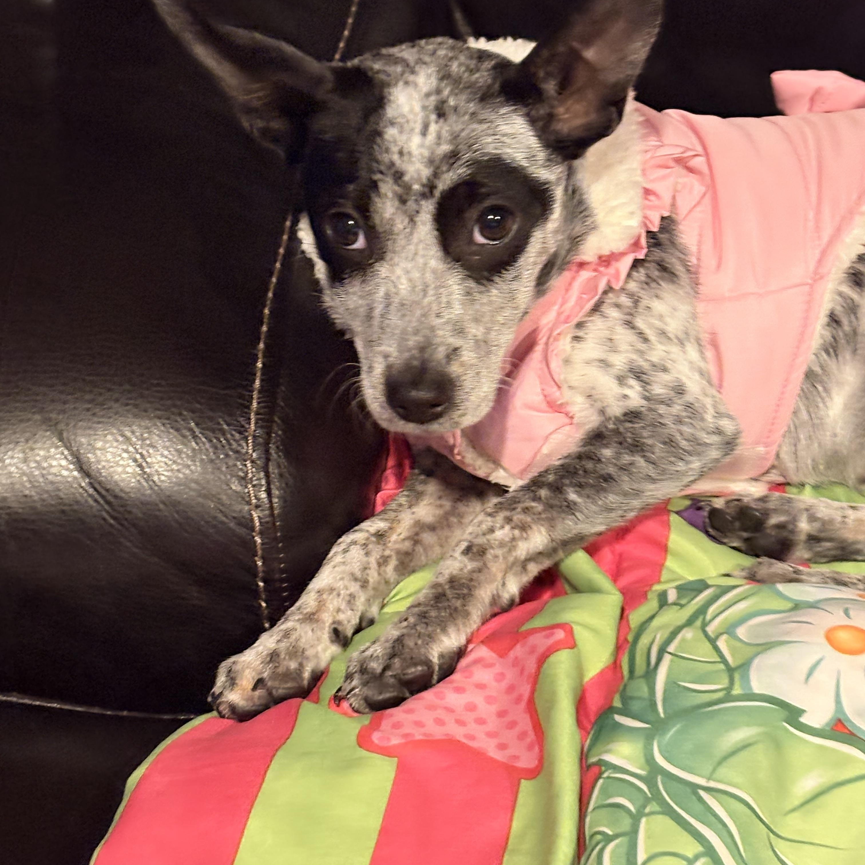 Muffin, adopted, Puppy Female Rat Terrier & Mixed Breed.