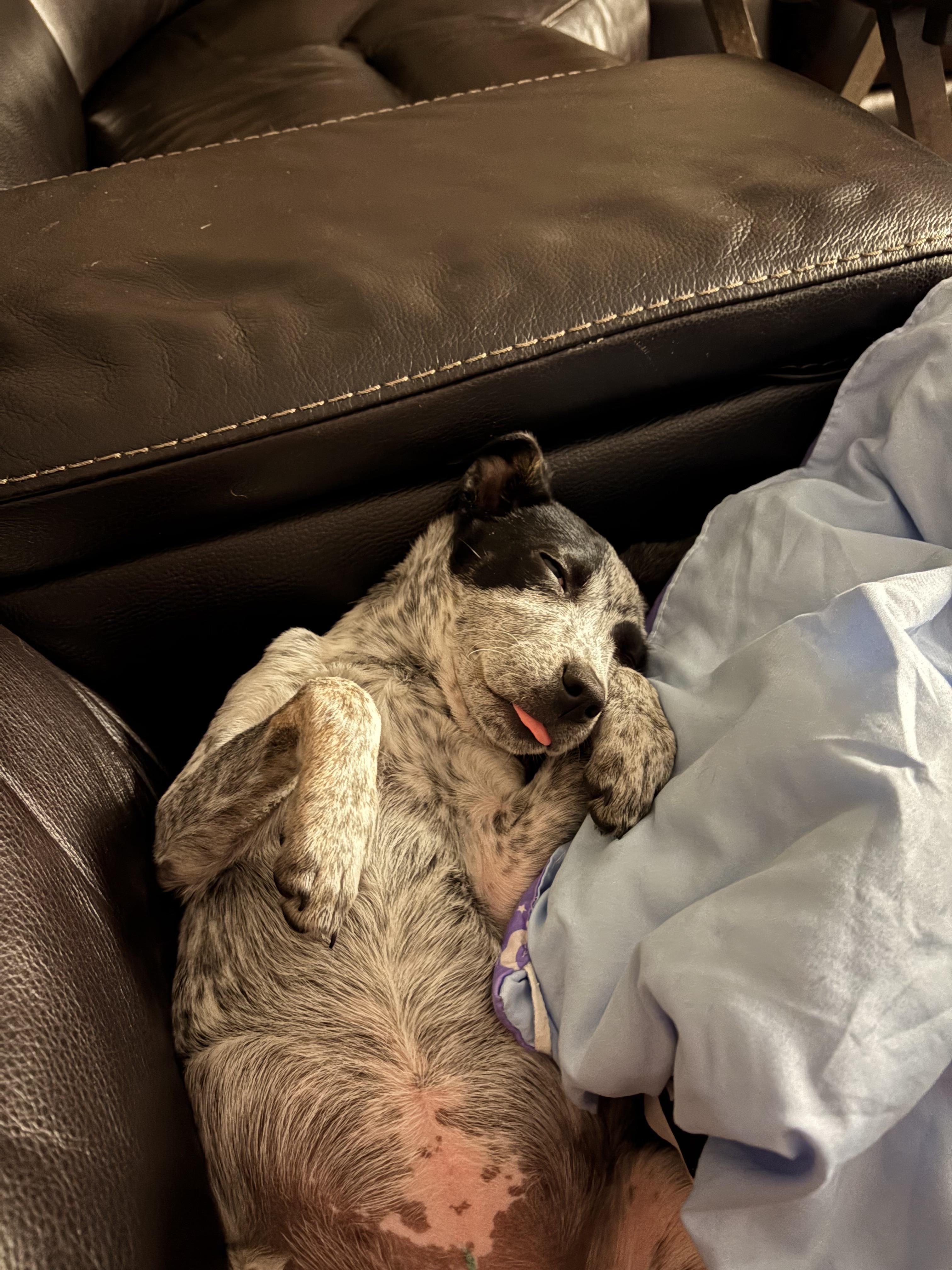 Enlarge Muffin, an adopted mixed breed in Manalapan, NJ image 2/5