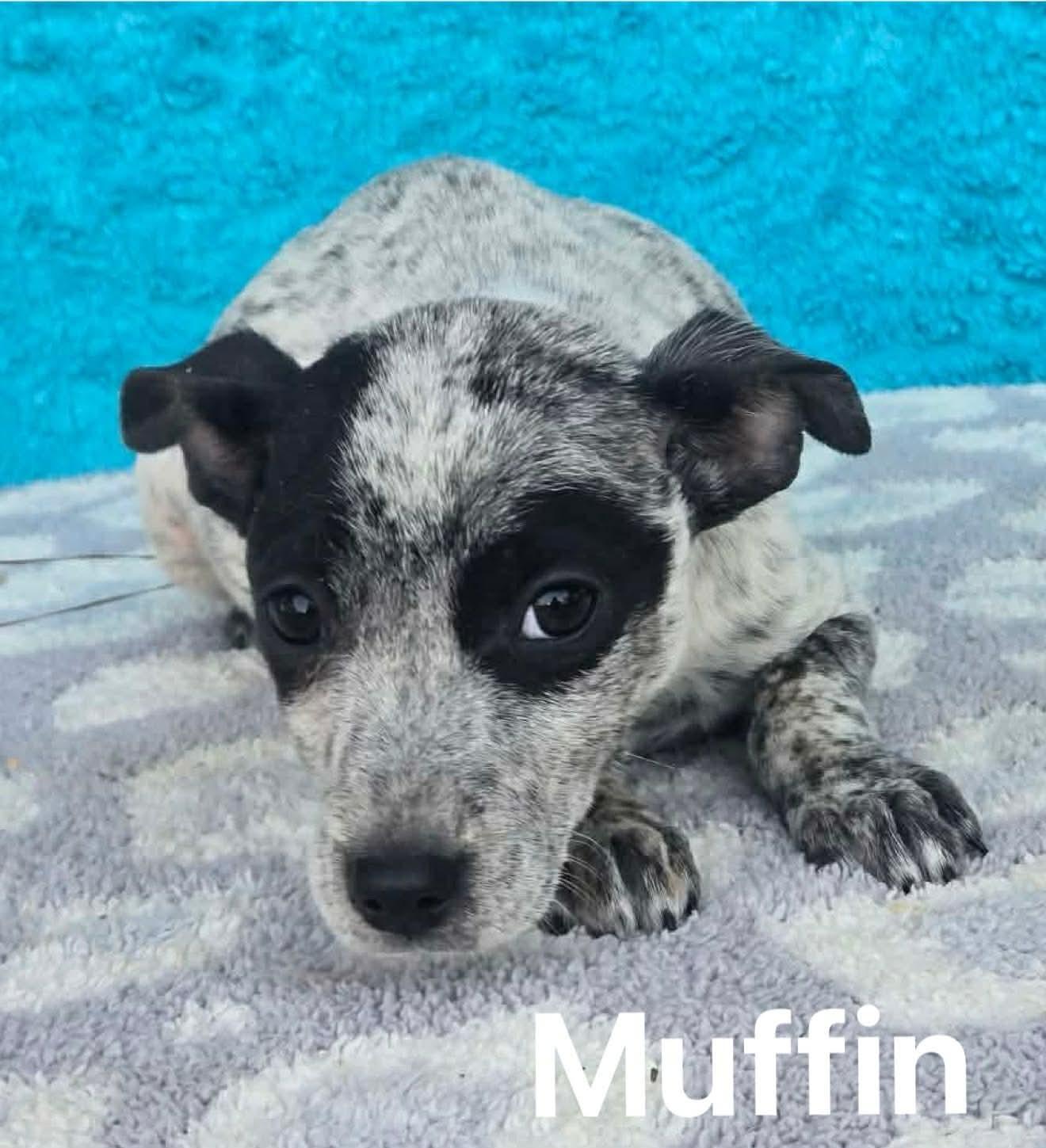 Enlarge Muffin, an adopted mixed breed in Manalapan, NJ image 3/5