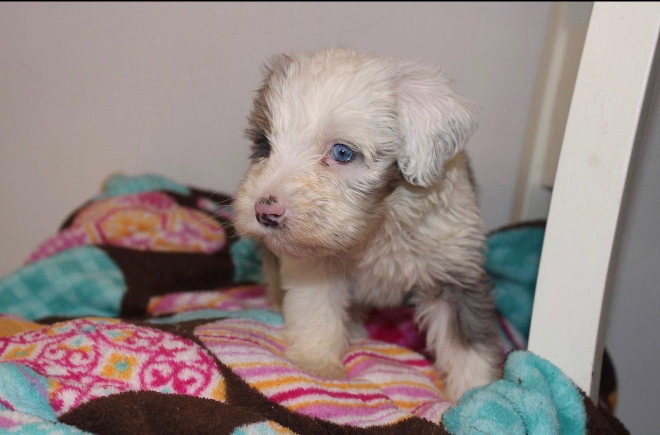Arlo, Adoptable, Young Male Bernese Mountain Dog & Poodle.