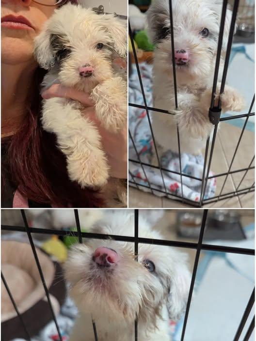 Enlarge Arlo, a Adoptable mixed breed in Tenafly, NJ image 2/3