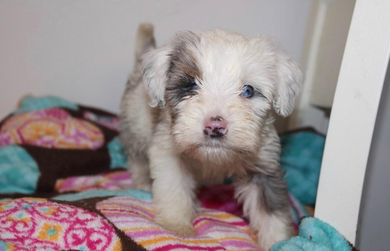 Enlarge Arlo, a Adoptable mixed breed in Tenafly, NJ image 3/3