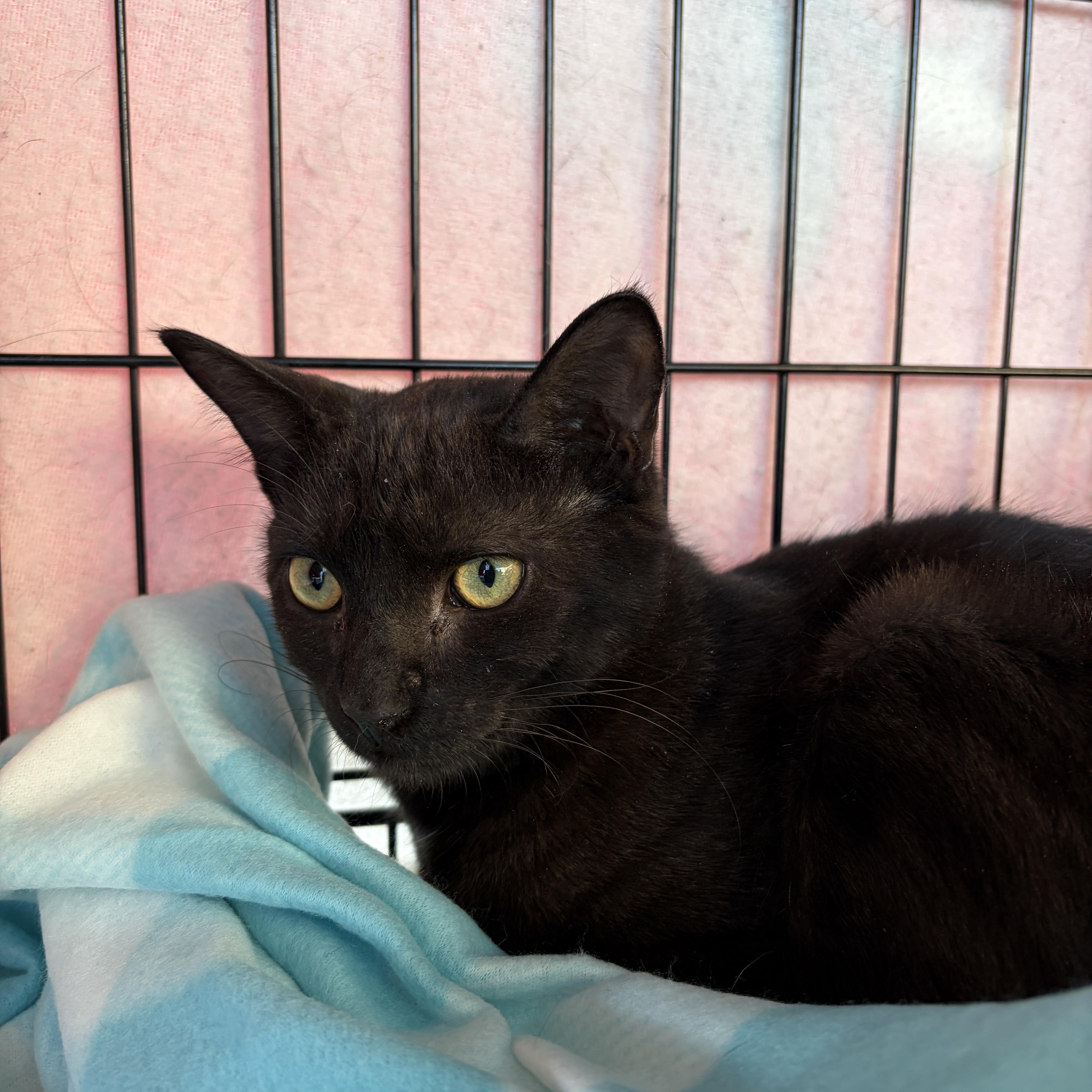 Cosmos, ADOPTABLE, Young Male Domestic Short Hair.