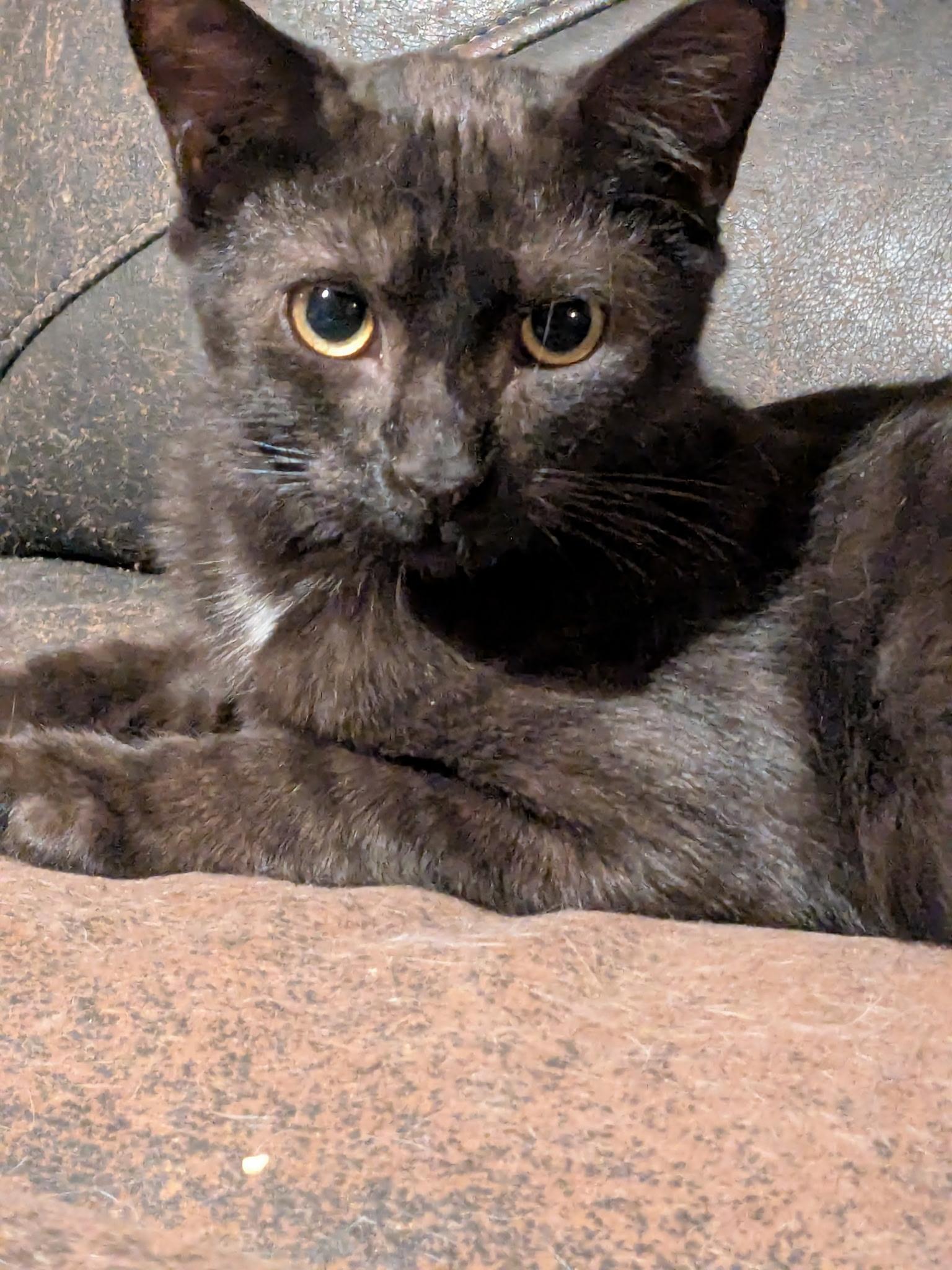 Cosmos, ADOPTABLE, Young Male Domestic Short Hair.