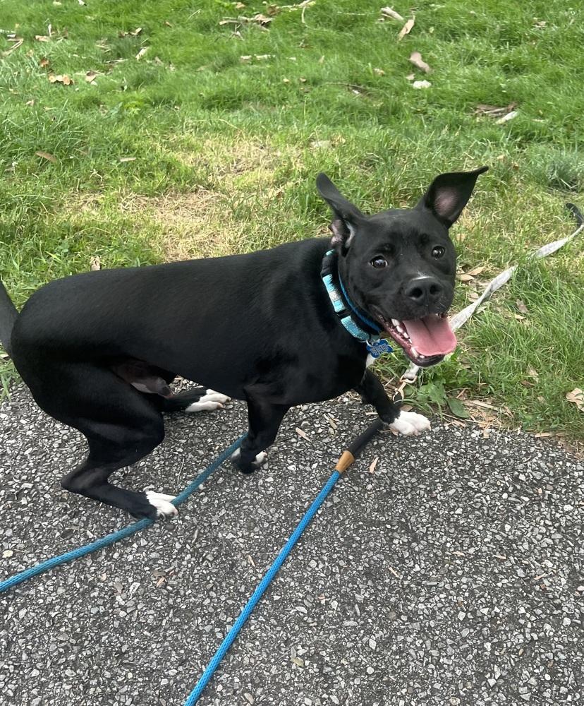 Luigi, Adoptable, Adult Male Labrador Retriever & Hound.