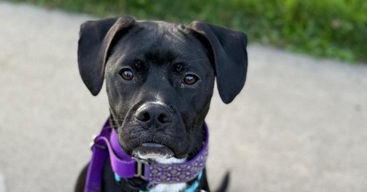 Enlarge Luigi, a Adoptable mixed breed in Springdale, PA image 2/6