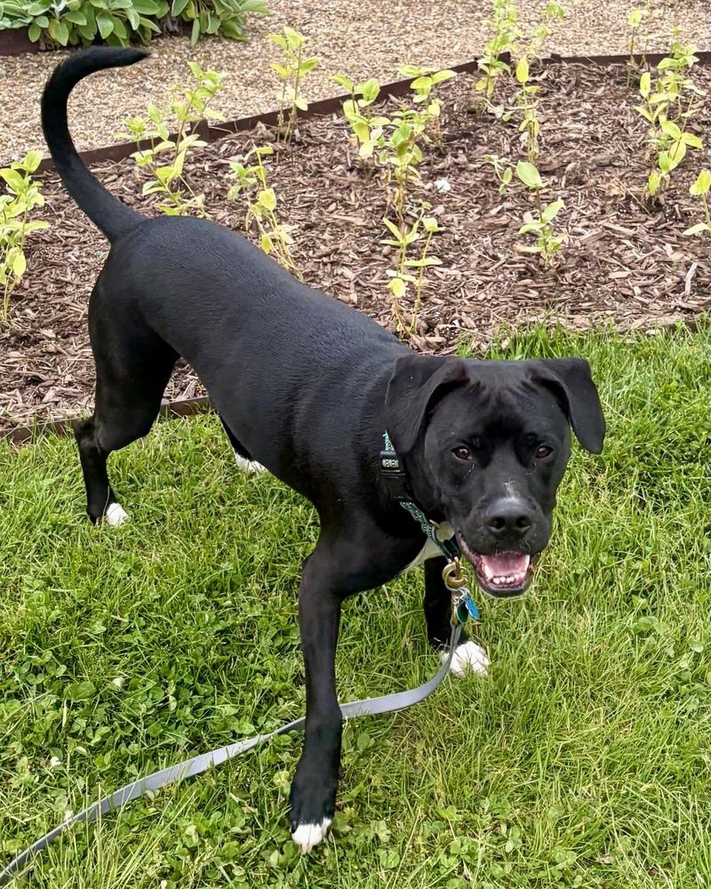 Luigi, a Adoptable mixed breed in Springdale, PA image 3/6