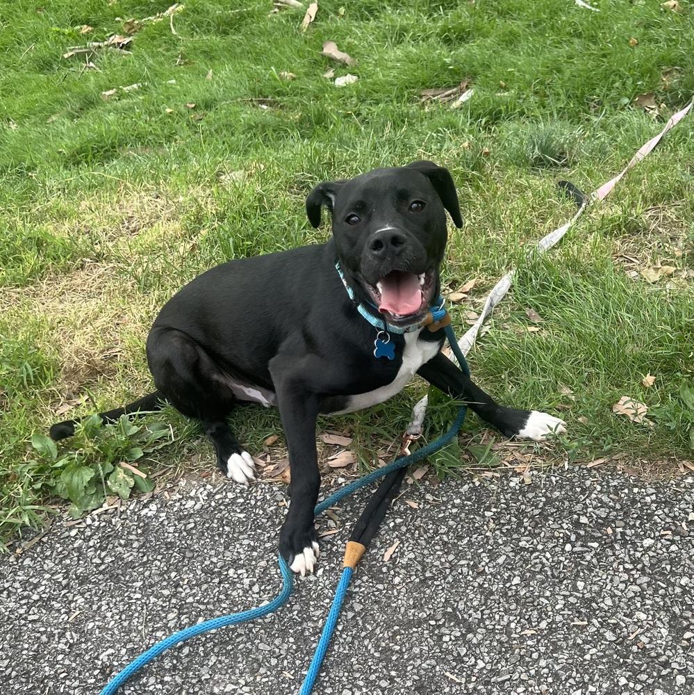 Enlarge Luigi, a Adoptable mixed breed in Springdale, PA image 3/6