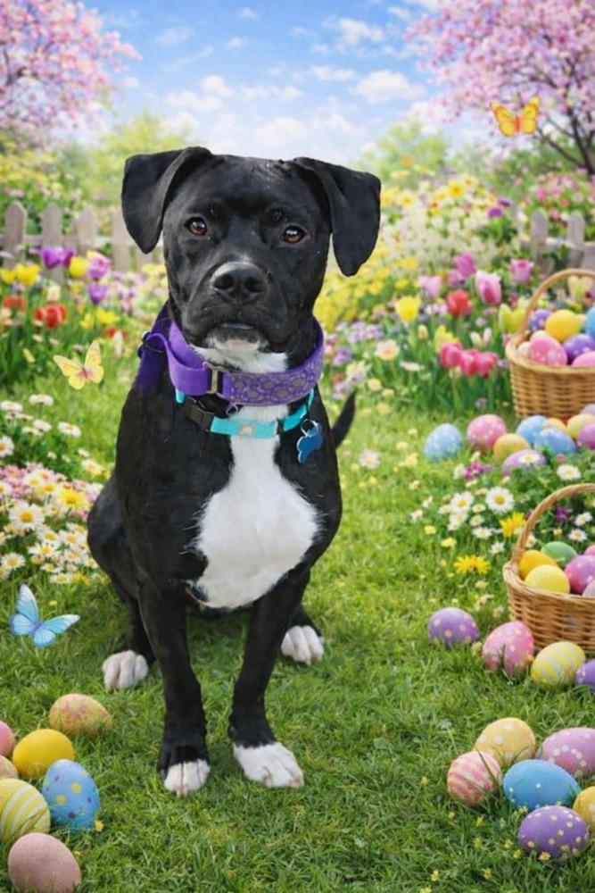 Enlarge Luigi, a Adoptable mixed breed in Springdale, PA image 4/6