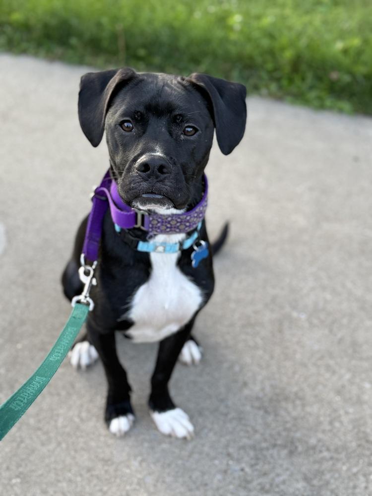 Enlarge Luigi, a Adoptable mixed breed in Springdale, PA image 6/6