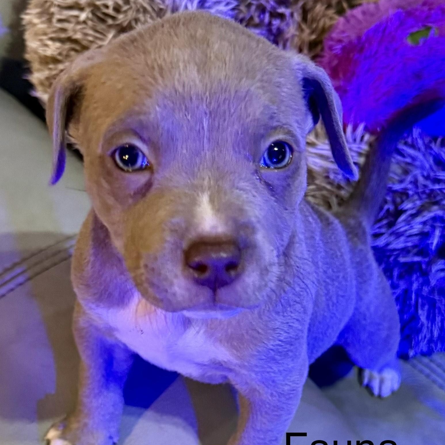 Fauna — thumbnail 3