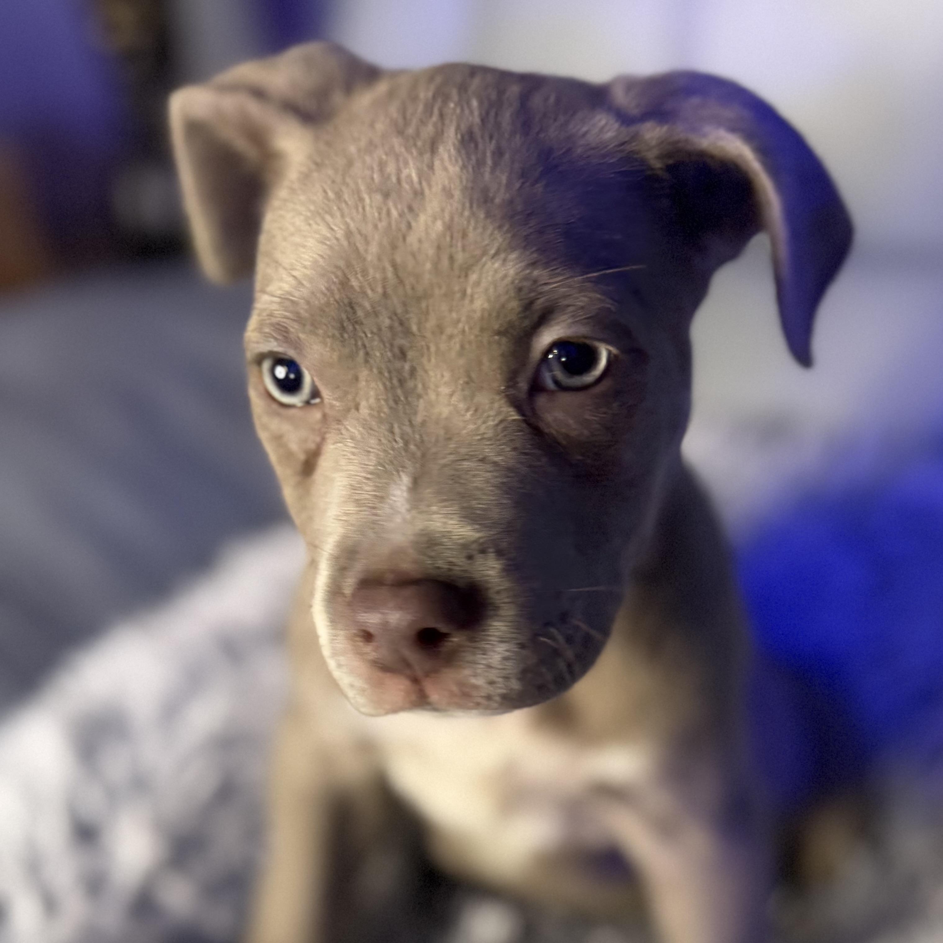 Fauna — thumbnail 5