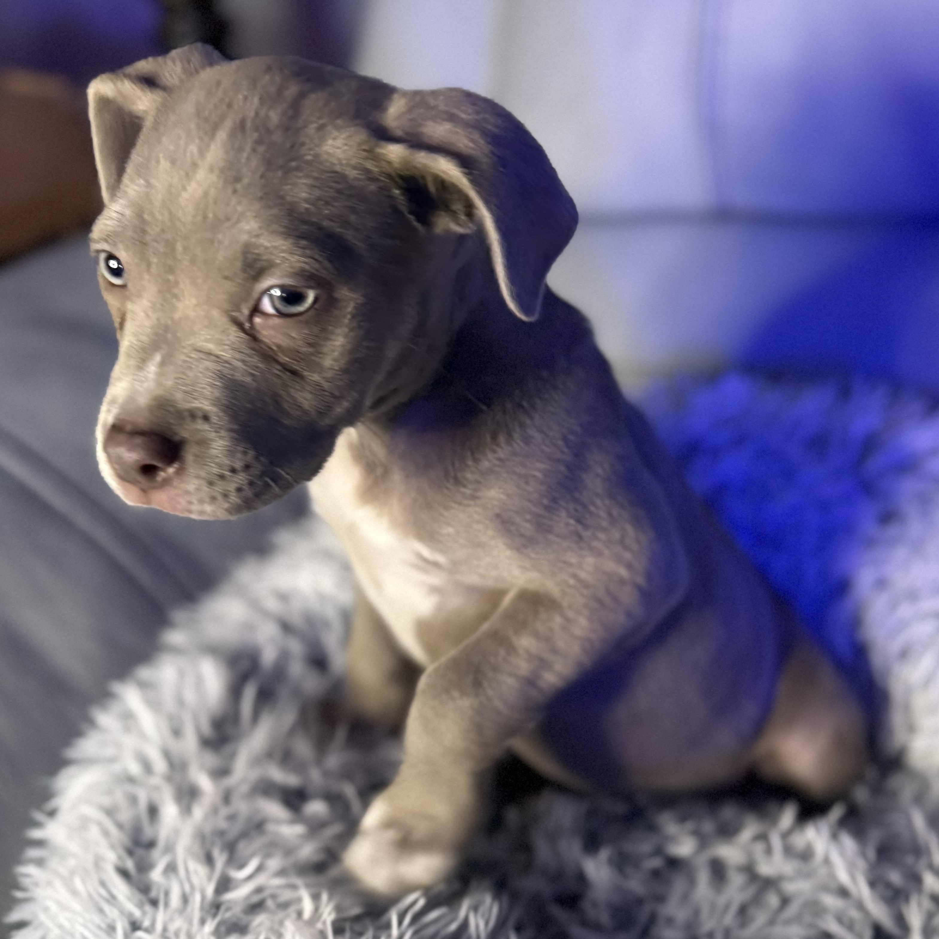 Fauna — thumbnail 6