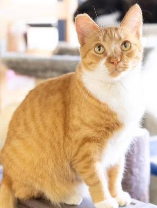 Chestnut, Adoptable, Adult Male Domestic Short Hair & Domestic Short Hair.