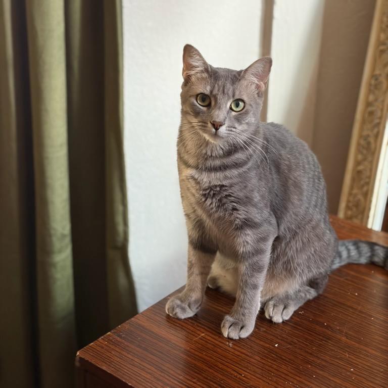 Willow, Adoptable, Young Female Domestic Short Hair.