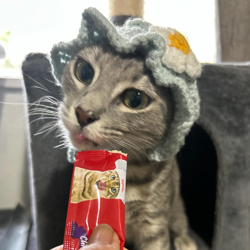 Enlarge Willow, a Adoptable Domestic Short Hair in Waco, TX image 2/2