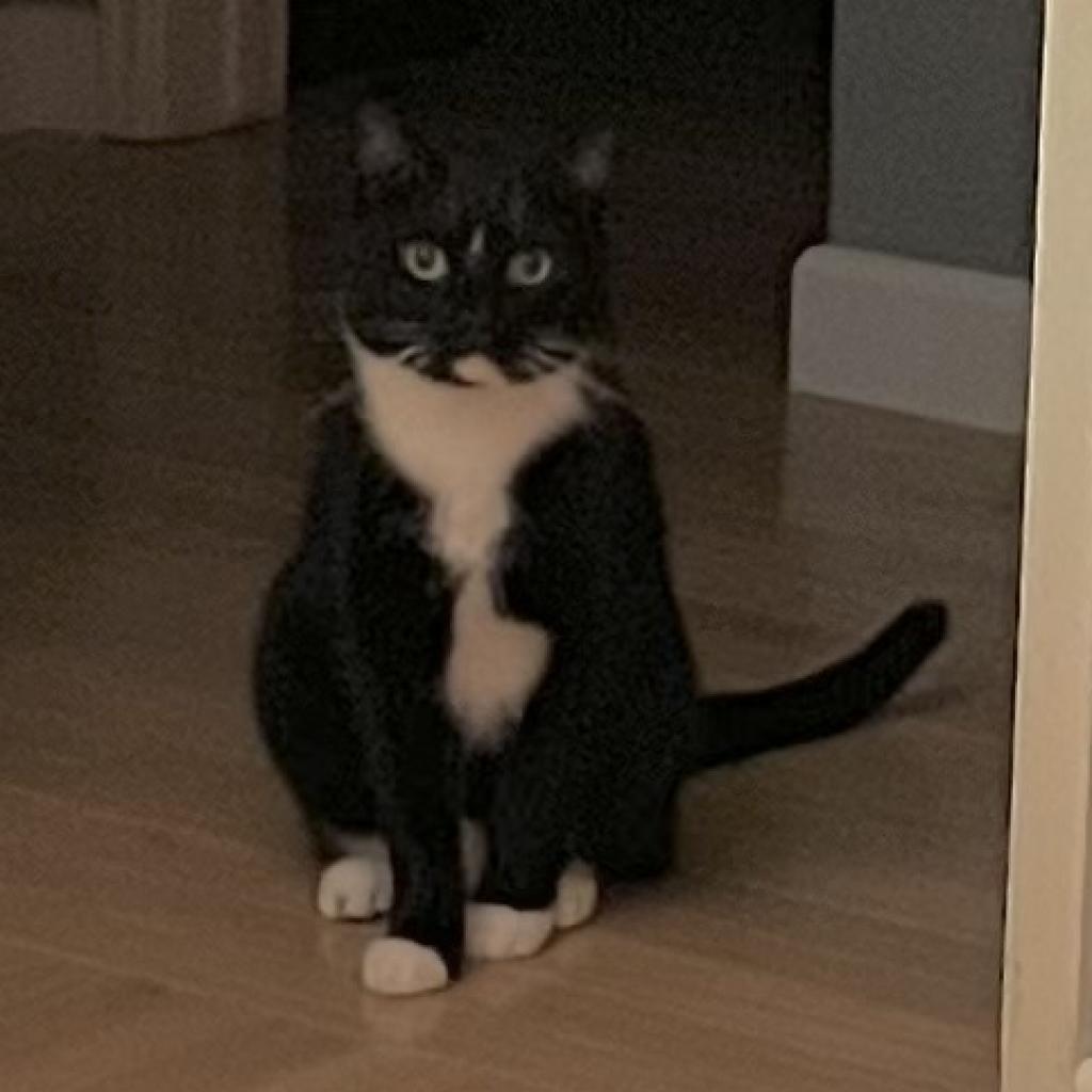 Enlarge Frank, a Adoptable Domestic Short Hair in Los Angeles, CA image 1/6