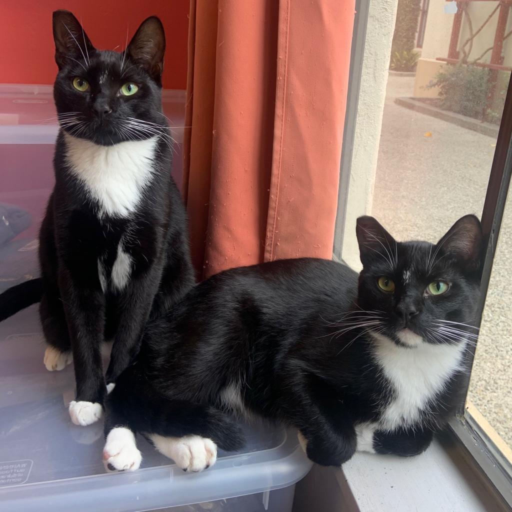 Enlarge Frank, a Adoptable Domestic Short Hair in Los Angeles, CA image 2/6