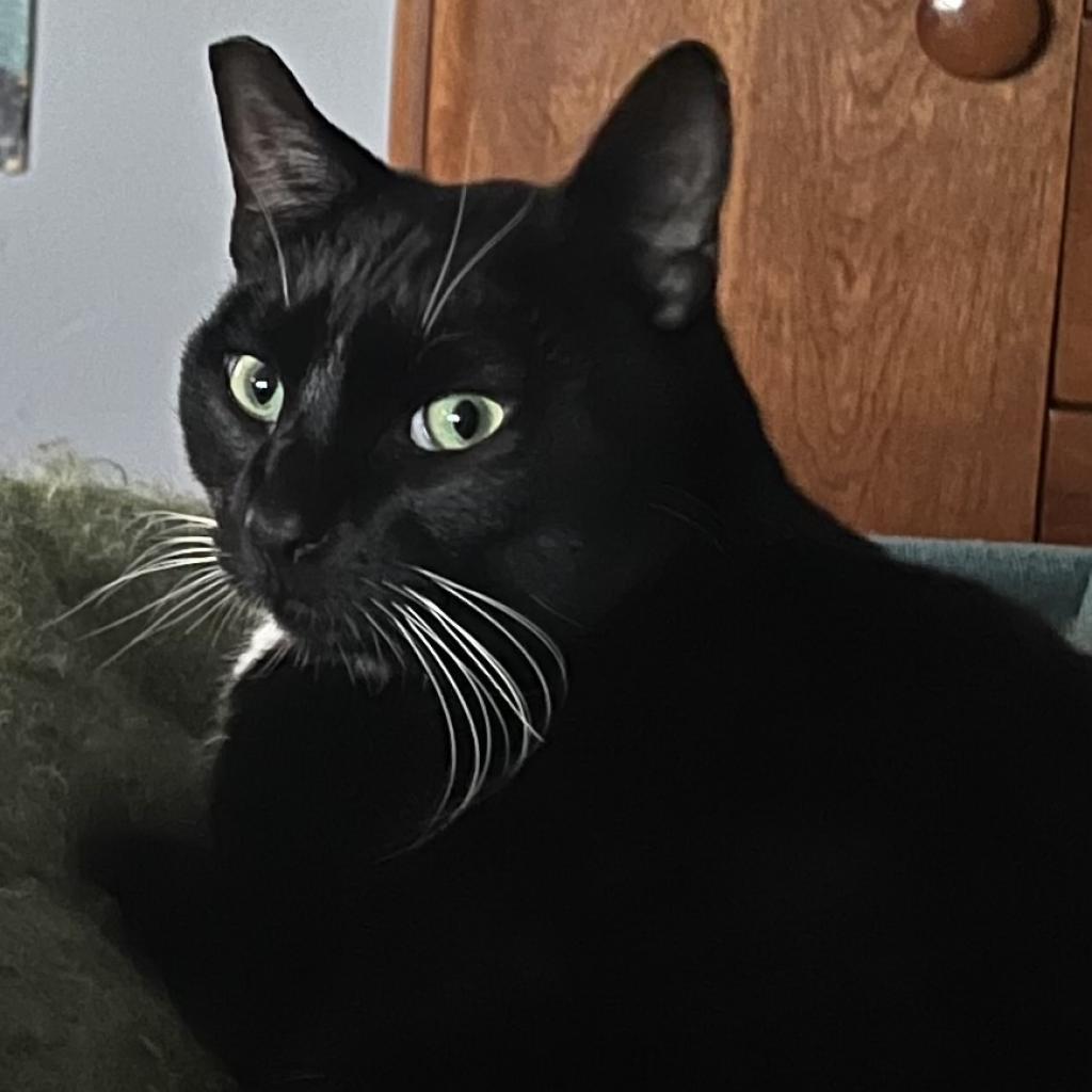 Enlarge Frank, a Adoptable Domestic Short Hair in Los Angeles, CA image 3/6