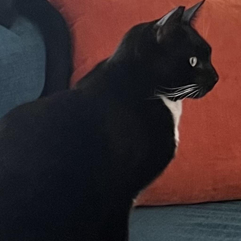 Enlarge Frank, a Adoptable Domestic Short Hair in Los Angeles, CA image 4/6