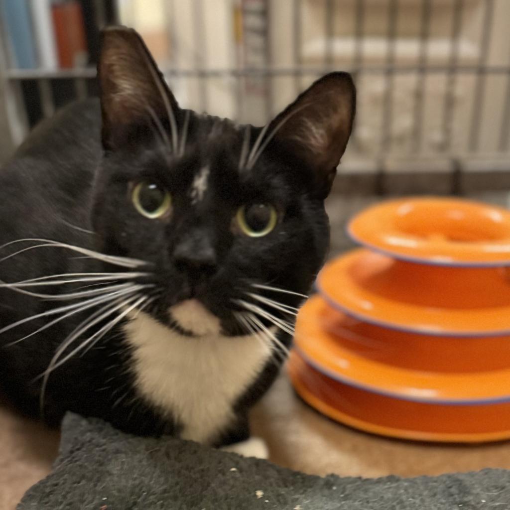 Enlarge Frank, a Adoptable Domestic Short Hair in Los Angeles, CA image 6/6