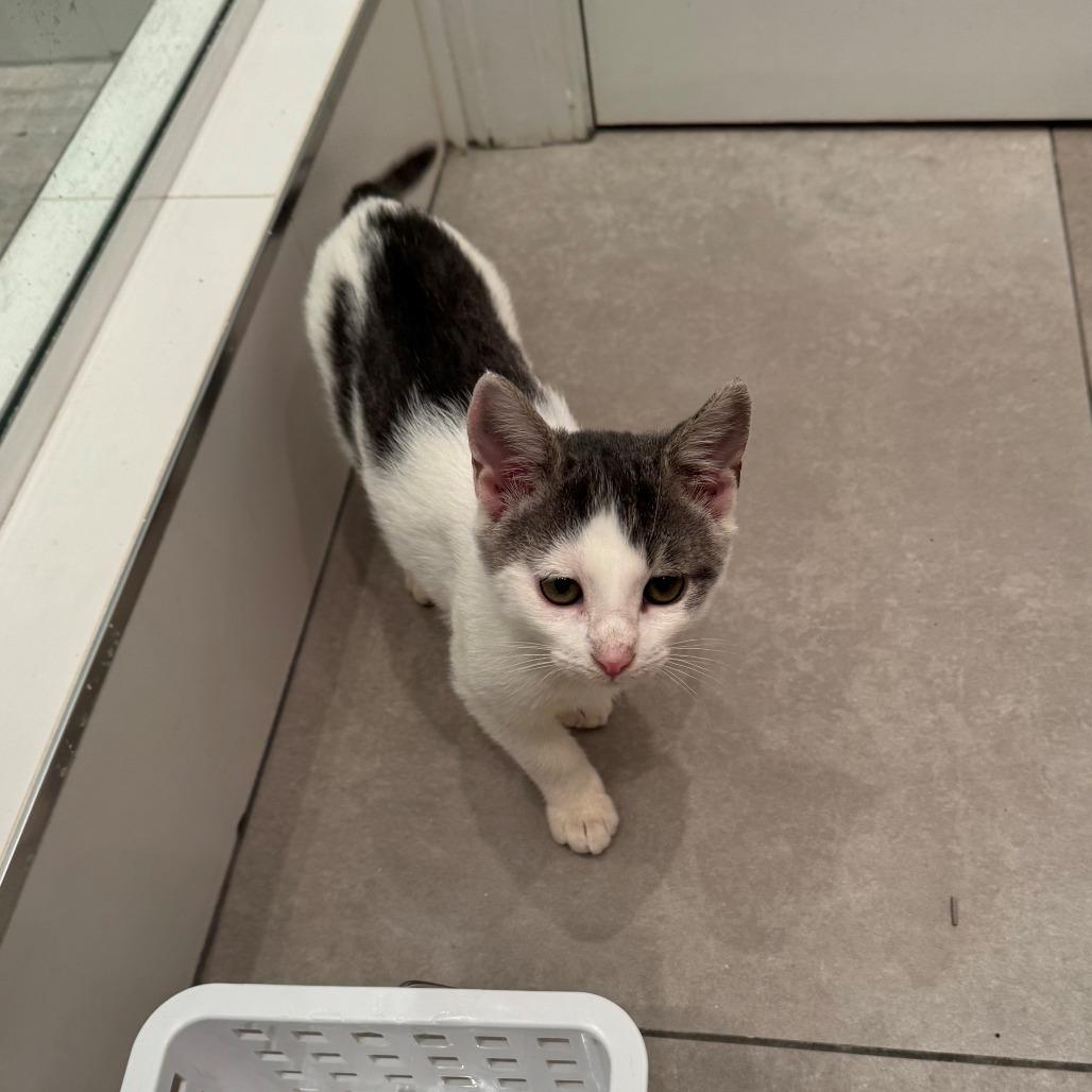 Tinker, a Adoptable Domestic Short Hair in Washington, DC image 1/2