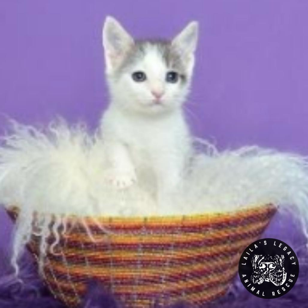 Tinker, a Adoptable Domestic Short Hair in Washington, DC image 2/2
