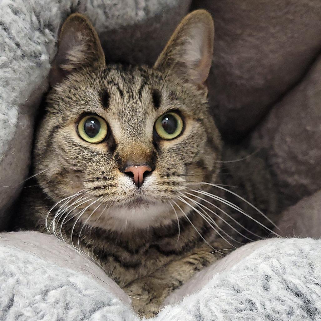 Enlarge Niko, a Adoptable Domestic Short Hair in Nashville, IN image 1/2