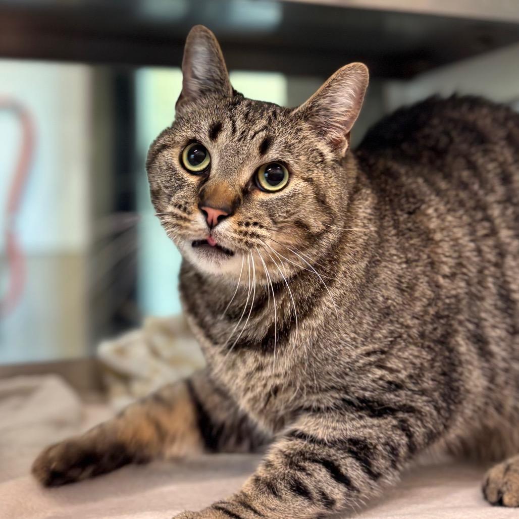 Enlarge Niko, a Adoptable Domestic Short Hair in Nashville, IN image 2/6