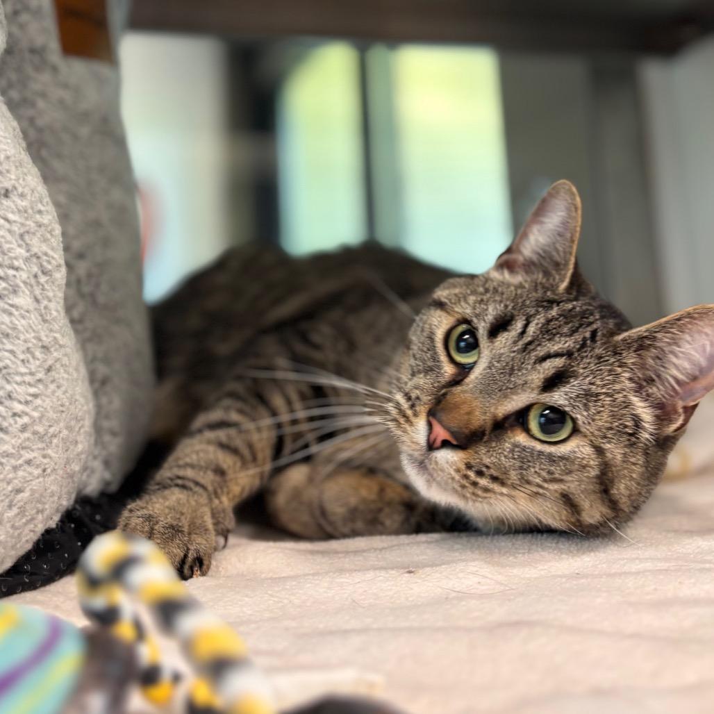 Enlarge Niko, a Adoptable Domestic Short Hair in Nashville, IN image 3/6