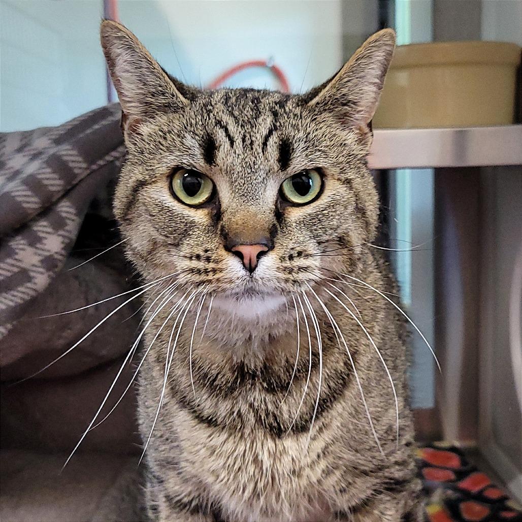 Enlarge Niko, a Adoptable Domestic Short Hair in Nashville, IN image 4/6
