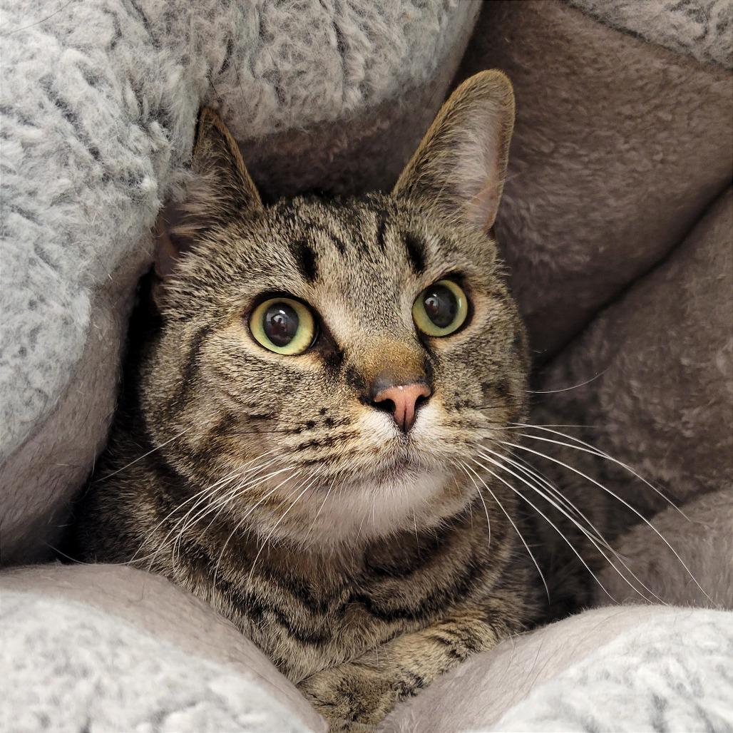 Enlarge Niko, a Adoptable Domestic Short Hair in Nashville, IN image 2/2