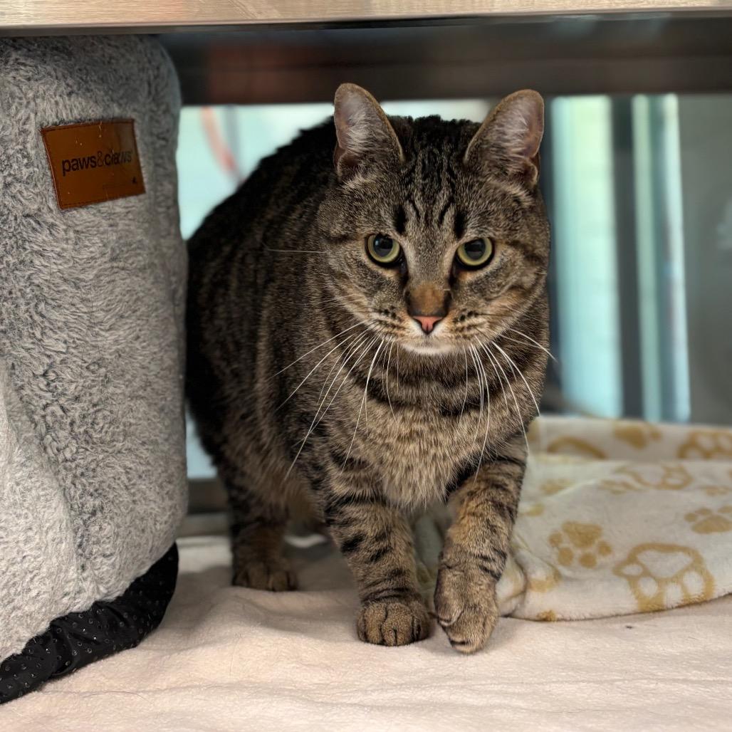 Enlarge Niko, a Adoptable Domestic Short Hair in Nashville, IN image 6/6