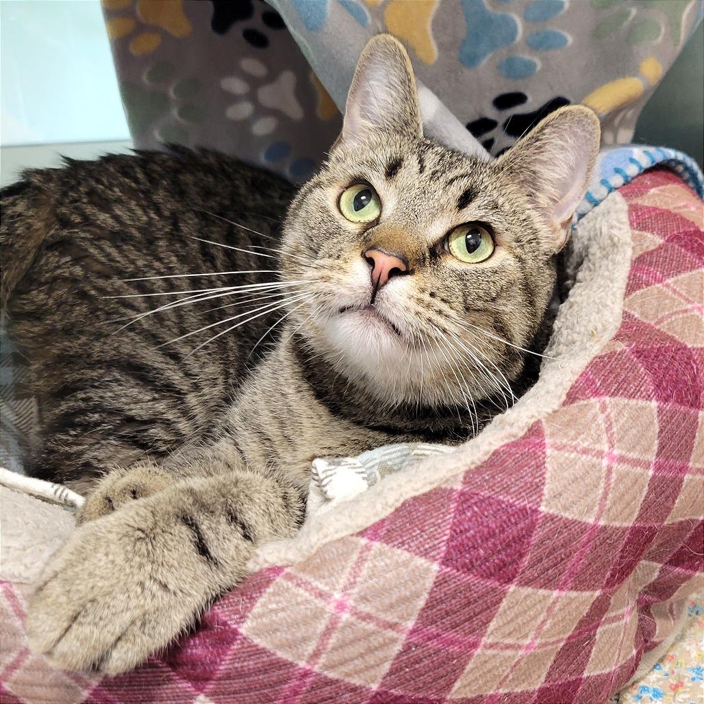 Enlarge Niko, a Adoptable Domestic Short Hair in Nashville, IN image 5/5