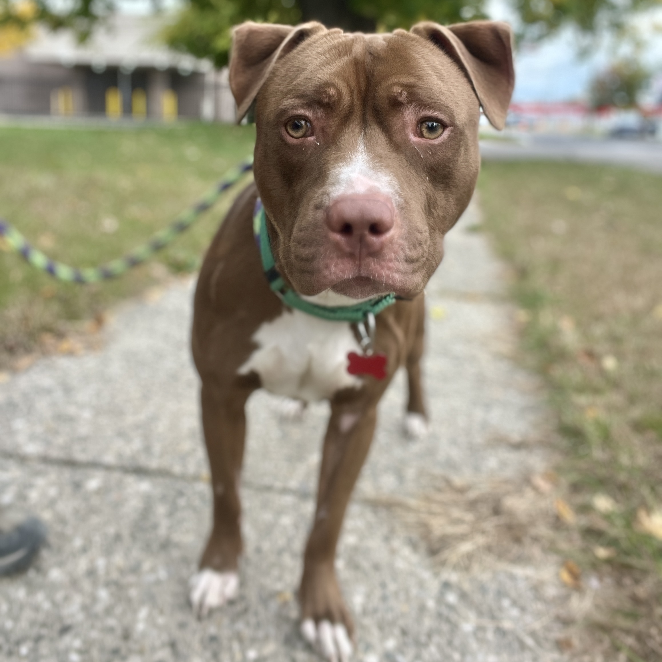 Smoke, a Adoptable mixed breed in Detroit, MI image 4/4