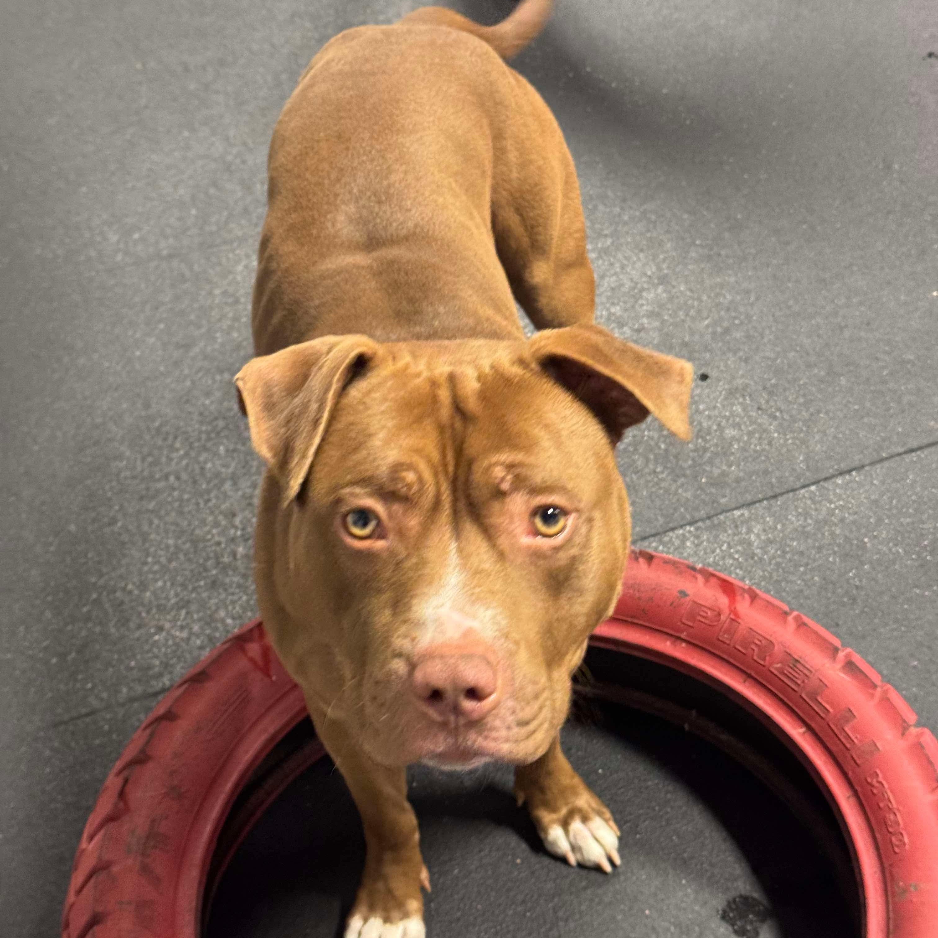 Smoke, a Adoptable mixed breed in Detroit, MI image 2/4