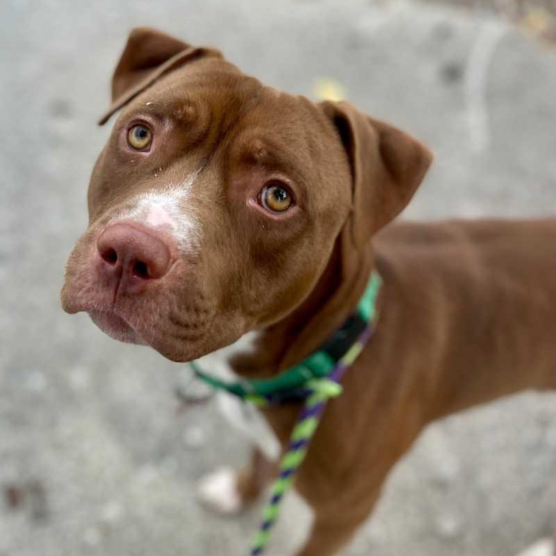 Smoke, Adoptable, Adult Male Mixed Breed & Pit Bull Terrier.