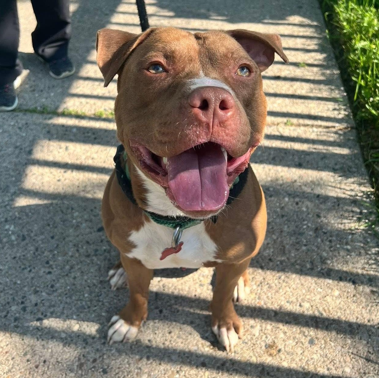 Smoke, Adoptable, Adult Male Mixed Breed & Pit Bull Terrier.