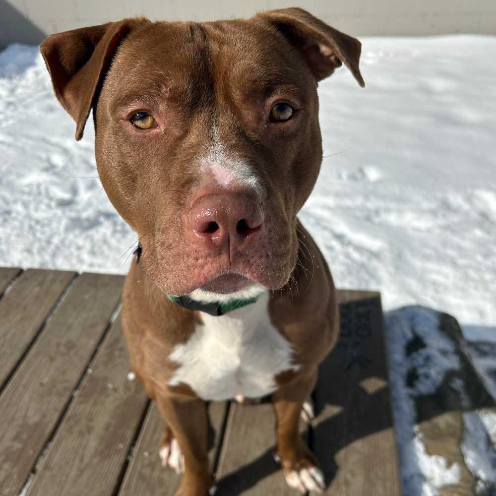 Smoke, a Adoptable mixed breed in Detroit, MI image 3/4