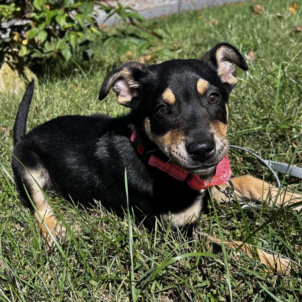 Enlarge Everest, a Adoptable Mixed Breed in New Fairfield, CT image 1/3