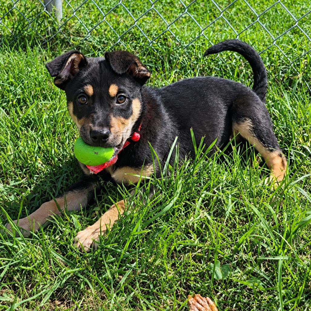 Enlarge Everest, a Adoptable Mixed Breed in New Fairfield, CT image 2/3