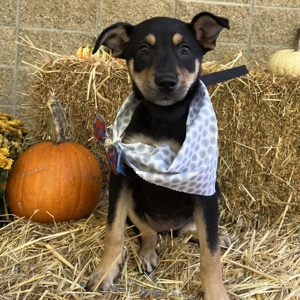 Enlarge Everest, a Adoptable Mixed Breed in New Fairfield, CT image 3/3