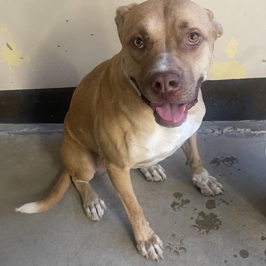 Enlarge Marvel, a Adoptable Pit Bull Terrier in San Gabriel, CA image 1/1